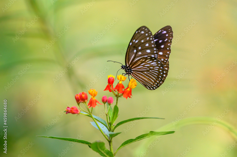 Closeup a butterfly is perched on a wild flower. Closeup a butterfly is perched on a wild flower.
