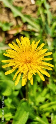 yellow dandelion flower