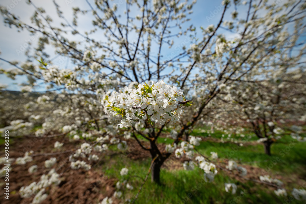 A blooming cherry orchard in spring with a selective focus on the foreground flowers. A blooming cherry orchard in spring with a selective focus on the foreground flowers.