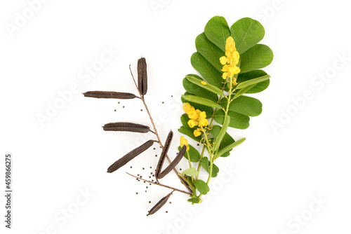 Acapulo or Senna alata ,dried fruits ,seeds,flowers and green leaves isolated on white background.top view,flat lay.