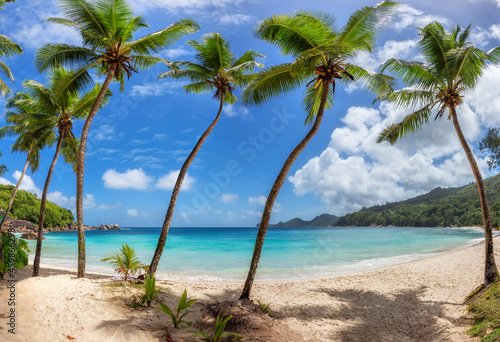 Coconut palm trees on tropical beach in paradise lagoon on island in the ocean. Summer vacation and tropical beach concept. 