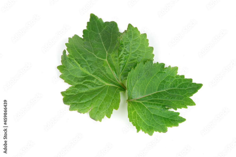 Patchouli or Pogostemon cablin (Blanco) Benth,green leaves isolated on white background.top view,flat lay. Patchouli or Pogostemon cablin (Blanco) Benth,green leaves isolated on white background.top view,flat lay.