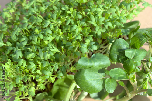 Wallpaper Mural Kresse und Brunnenkresse Torontodigital.ca