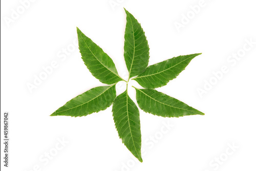 Neem or Azadirachta indica green leaves isolated on white background.top view,flat lay.