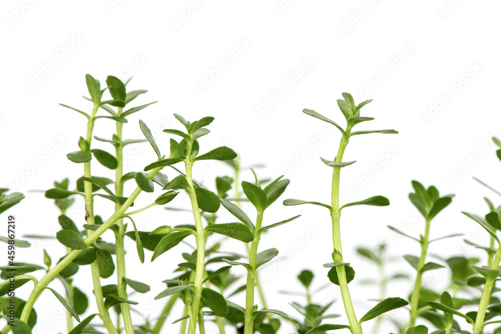 Fototapeta premium Indian pennywort or brahmi green leaves isolated on white background.