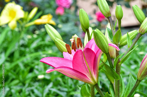 Pink lilium lancifolium or daylily is an Asian species of lily  is widely an ornamental because of its showy flowers.