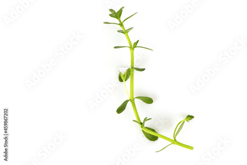 Indian pennywort or brahmi green leaves isolated on white background.