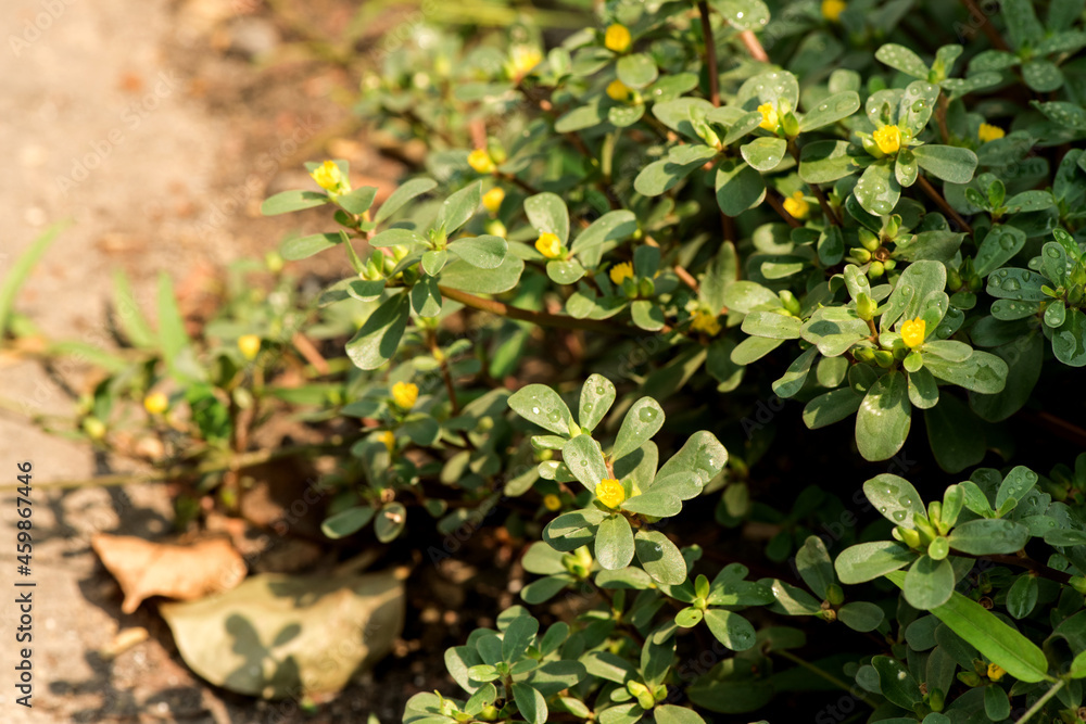Purslane flowers and green leaves on natural background. Purslane flowers and green leaves on natural background.