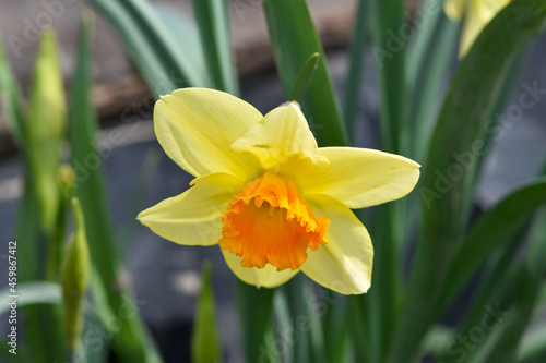 Beautiful spring flowers narcissus jonquilla is a bulbous flowering plant.