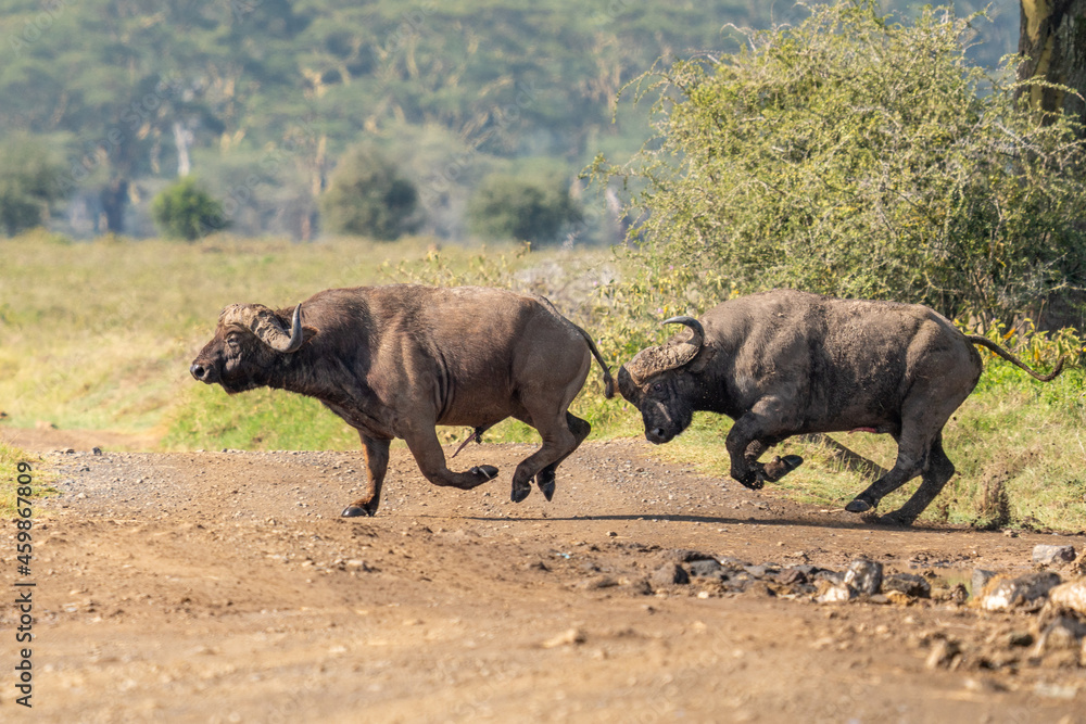 Fototapeta premium A Big old Cape Buffalo Dagga Bull ( Syncerus caffer) on a open grass plain