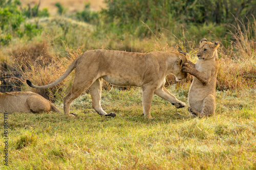 Big lion lying on savannah grass. Landscape with characteristic trees on the plain and hills in the background