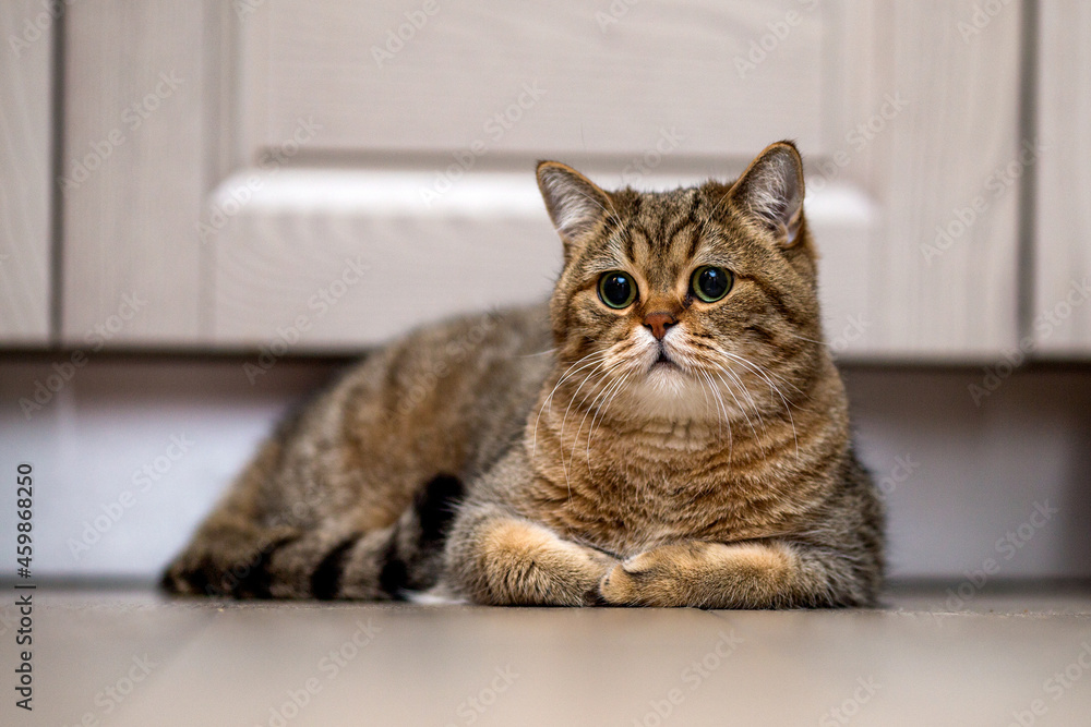 British cat lies sad at home lonely