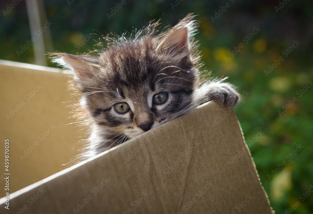 Gray fluffy kitten a in box