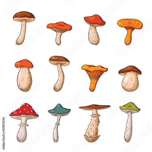 Forest Mushroom Big Set. Hand drawn edible and poisonous mushrooms Collection. Vector illustration for logo, menu, print, sticker, package design and decoration