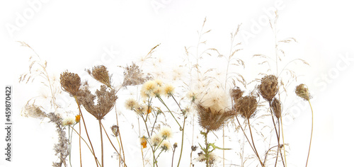 Autumn meadow flowering dry wild grass and herbs isolated on white background. Border of meadow flowers wildflowers and plants in autumn time. photo