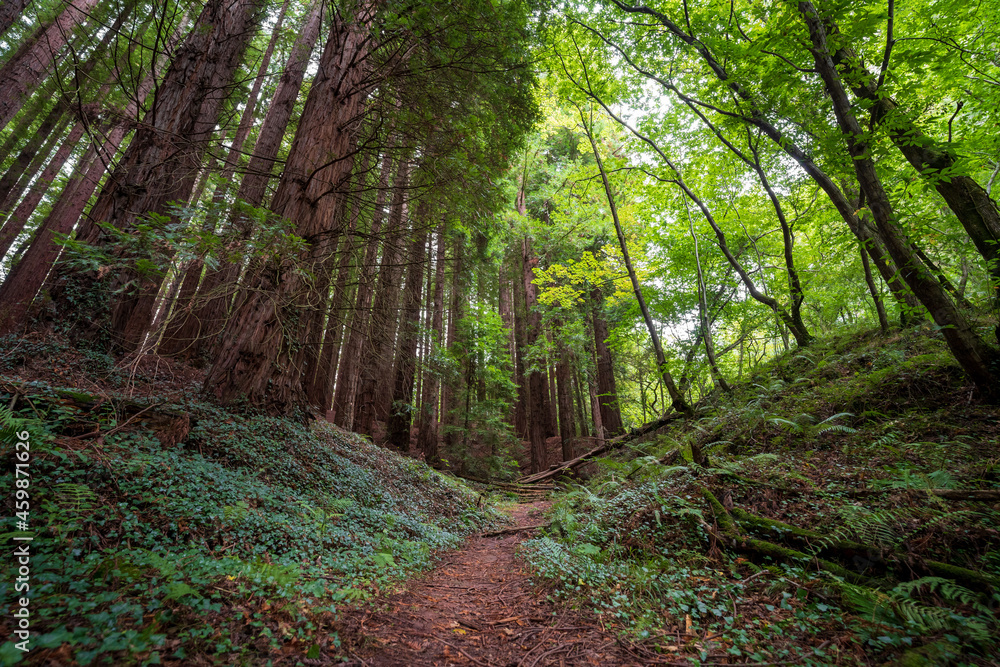 footpath in the forest footpath in the forest