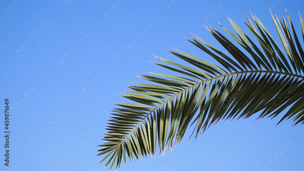 Palm trees against blue sky. Palm trees at beach. View of nice tropical background. Tops of palm trees against the background of the sunny sky. 4k video in ProRes Palm trees against blue sky. Palm trees at beach. View of nice tropical background. Tops of palm trees against the background of the sunny sky. 4k video in ProRes