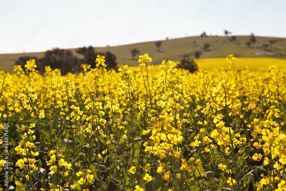 canola crop