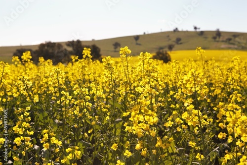 canola crop