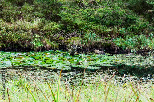   tang de la gru  re  la gru  re  See  Moorsee  Moor  Weiher  Hochmoor  Wanderweg  Spazierweg  Wald  Waldweg  Wasserpflanzen  Torfmoos  Jura  Naturschutz  Sommer  Herbst  Herbstfarben  Schweiz