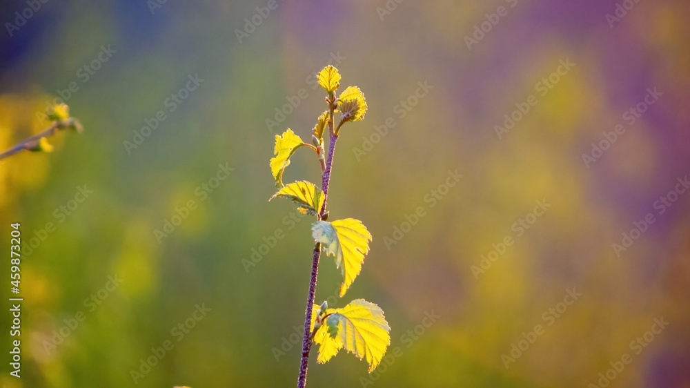 leaves of young birch at sunset