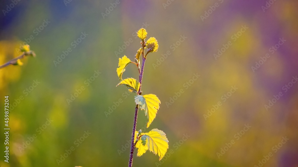 leaves of young birch at sunset leaves of young birch at sunset