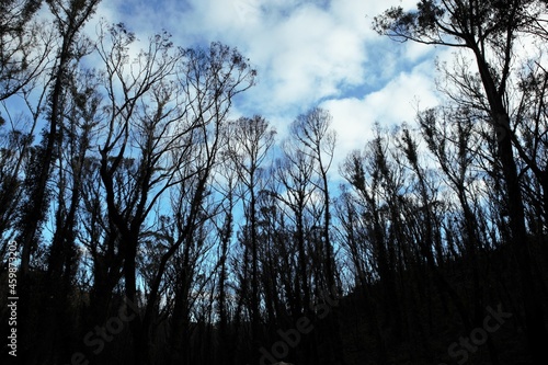 bushfire regeneration