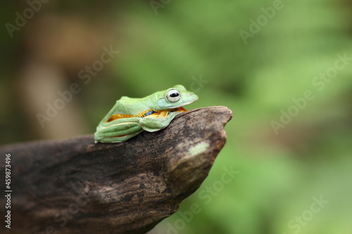 A flying frog (also called a gliding frog) is a frog that has the ability to achieve gliding flight. 