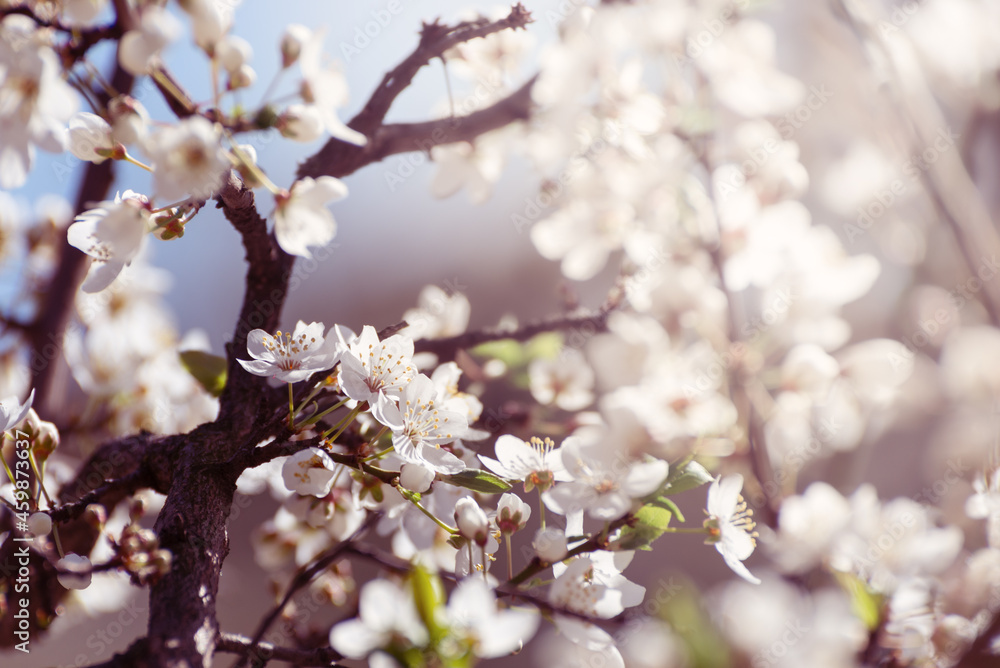 Cherry tree blossoms. White spring flowers close-up. Soft focus spring seasonal background. Cherry tree blossoms. White spring flowers close-up. Soft focus spring seasonal background.
