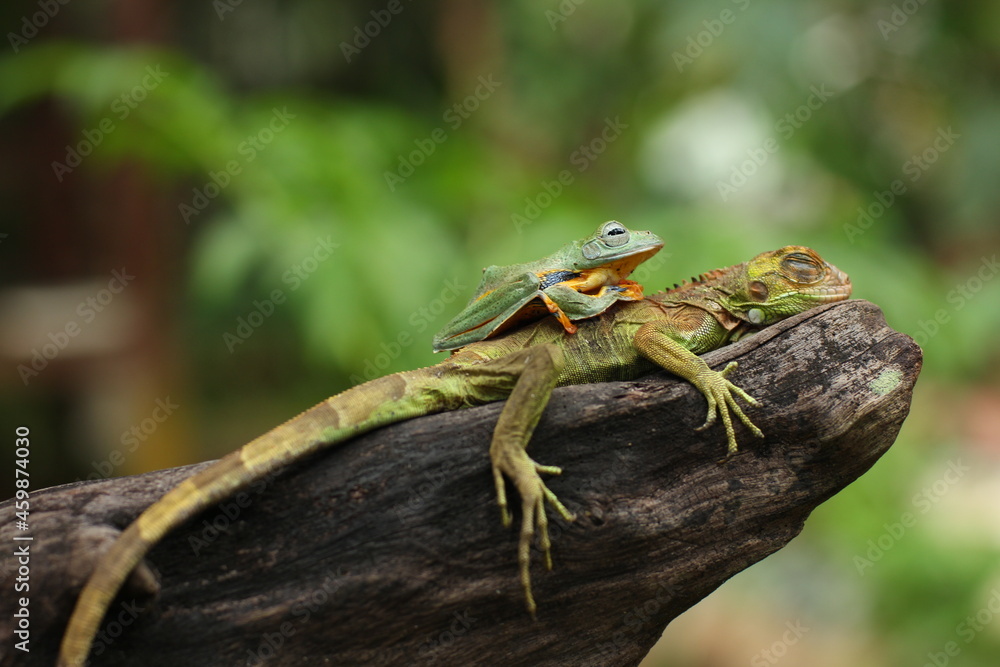 A flying frog (also called a gliding frog) is a frog that has the ability to achieve gliding flight. A flying frog (also called a gliding frog) is a frog that has the ability to achieve gliding flight.