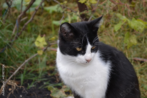 black and white cat