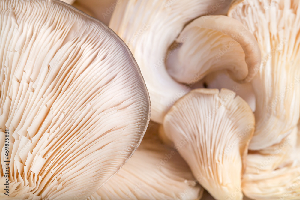 mushrooms oyster mushroom close-ups of visual dishes, autumn, concept of veggie and raw food mushrooms oyster mushroom close-ups of visual dishes, autumn, concept of veggie and raw food