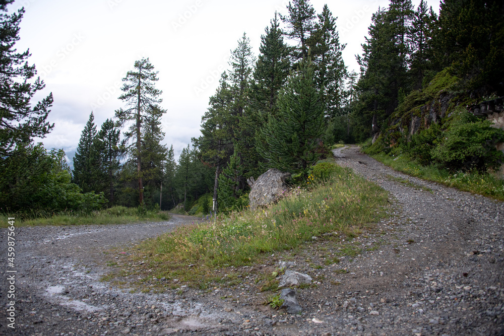 Mountains and forest roads