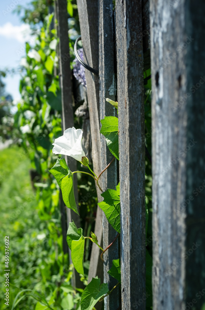 Climbing plant with beautiful white flowers on an old wooden fence on a sunny summer day. Climbing plant with beautiful white flowers on an old wooden fence on a sunny summer day.