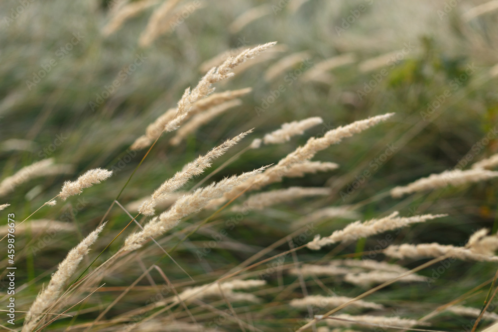 Wild grass in the autumn meadow Wild grass in the autumn meadow