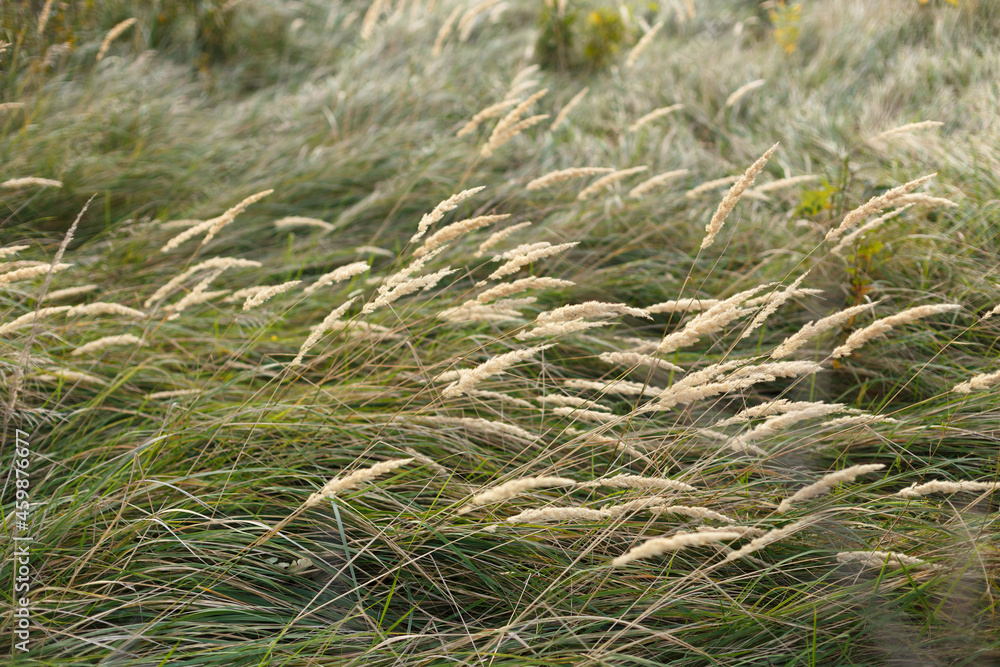 Fototapeta premium Wild grass in the autumn meadow