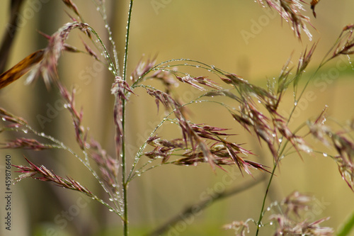 Water drops on reed. Dew on reed. Dew on plant in auutumn day. photo