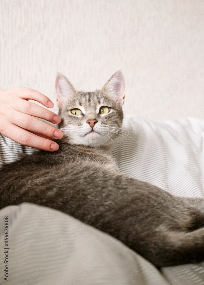 The hostess gently strokes her cat on the fur. The relationship between a cat and a person.