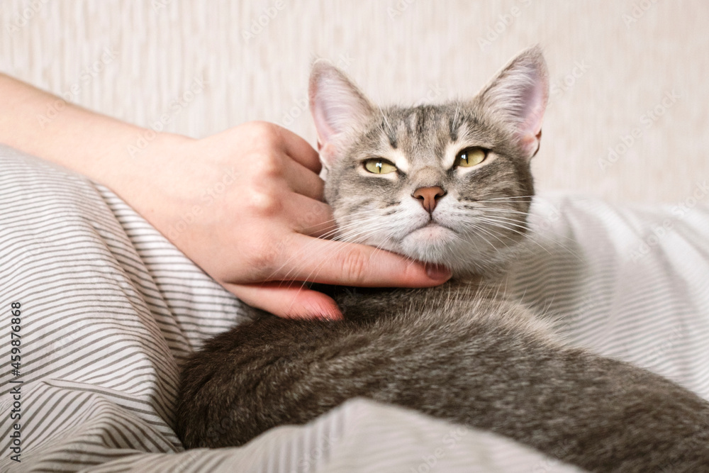 Obraz premium The hostess gently strokes her cat on the fur. The relationship between a cat and a person.