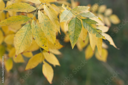 Autumn tree branch with yellow leaves
