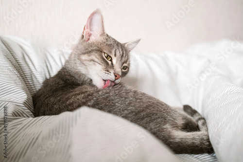 A domestic tabby gray cat sits on the couch and washes. Cat hygiene.
