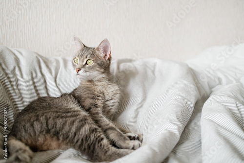 A domestic striped gray cat lie on the bed. The cat in the home interior.