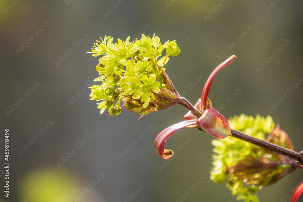 Blooming Norway Maple, Acer platanoides, in beautiful light