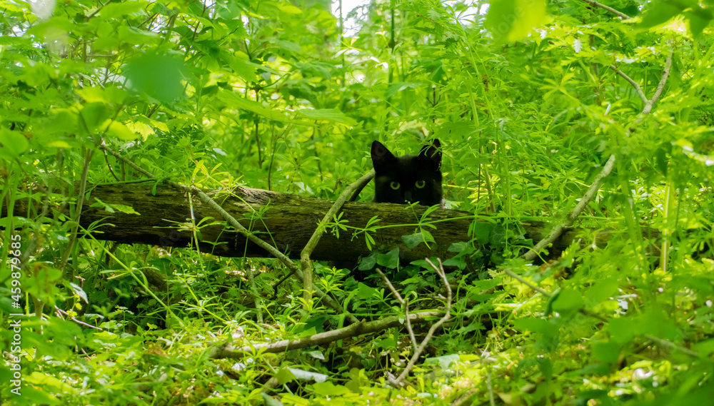 Czarny kot ukryty w zaroślach w lesie.  - obrazy, fototapety, plakaty 