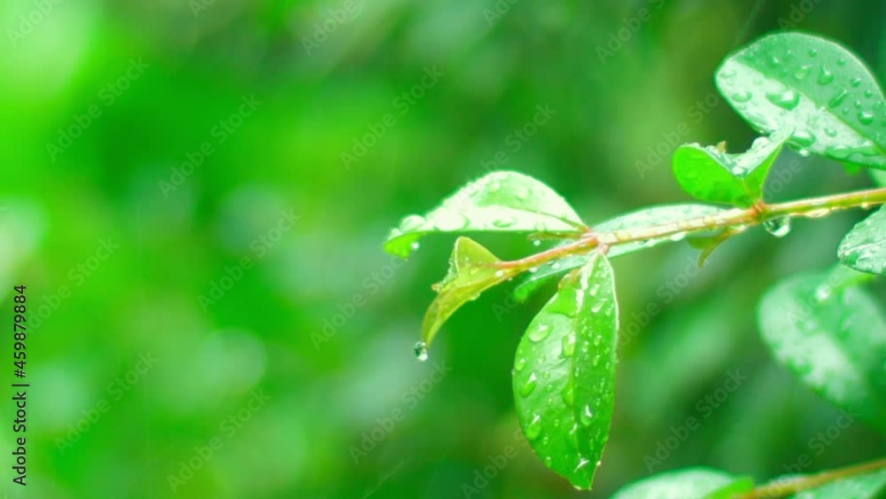 4K Close up raining over the tree. Close up raining over leaves on day time. Light rainfall over little tree. Green nature concept.