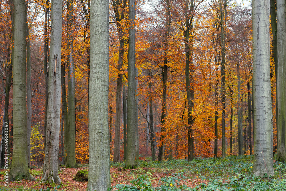 Old-growth european beech forest in autumn