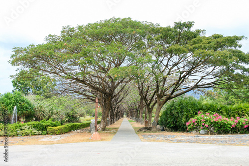 path with trees