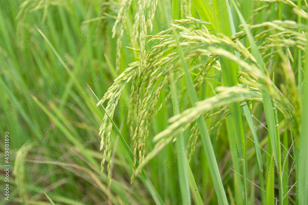 Rice in the field waiting for harvest Thailand Rice in the field waiting for harvest Thailand