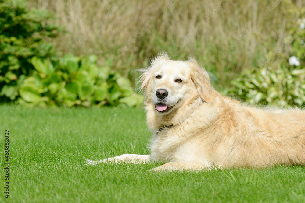dog  golden retriever lying on meadow in the garden and looking
