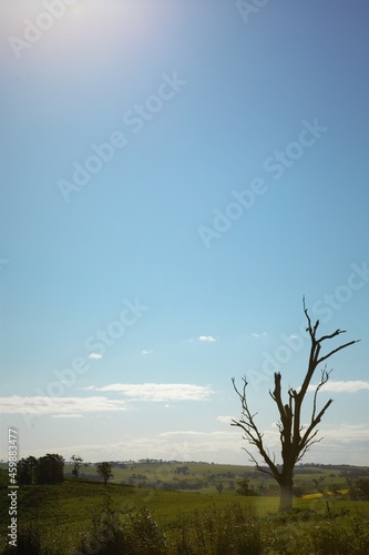 Lone Tree, New South Wales, Australia